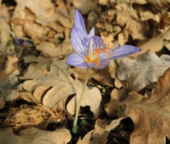 Crocus pulchellus