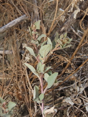 Atriplex maximowicziana
