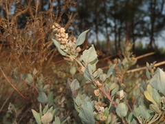 Atriplex maximowicziana
