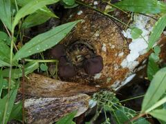 Auricularia fuscosuccinea