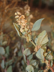 Atriplex maximowicziana