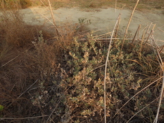 Atriplex maximowicziana