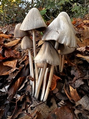 Parasola conopilea