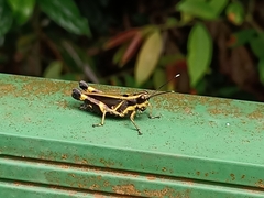 Traulia azureipennis