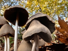 Parasola conopilea