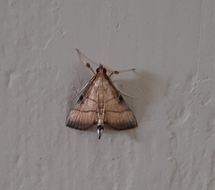 Cnaphalocrocis