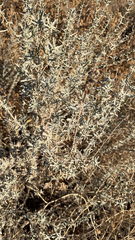 Krascheninnikovia lanata