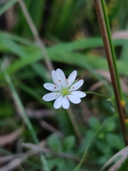 Stellaria graminea