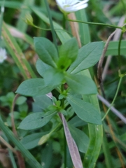 Stellaria graminea