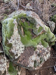 Grimmia