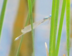 Lestes alacer
