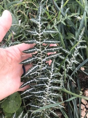 Galactites tomentosus