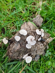 Poronia punctata