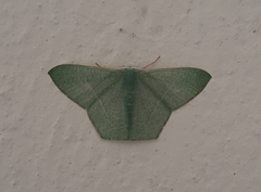 Pelagodes antiquadraria