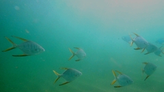 Trachinotus rhodopus