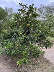 Citrus paridisi