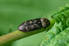 Prosternon tessellatum