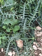 Galactites tomentosus