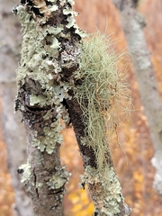 Usnea mutabilis