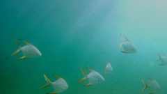 Trachinotus rhodopus
