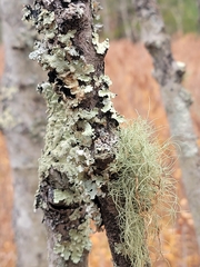 Usnea mutabilis