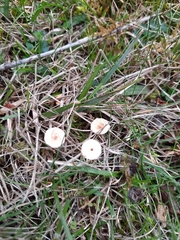 Crinipellis scabella