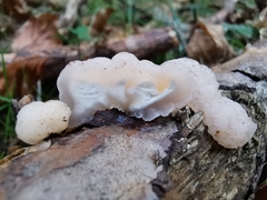 Naematelia encephala