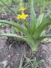 Hypoxis hemerocallidea