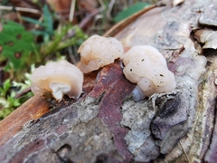 Naematelia encephala