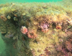 Bunodosoma californica