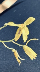 Cyanella lutea