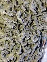 Leptogium brebissonii