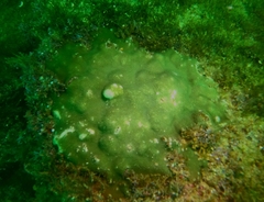 Porites panamensis
