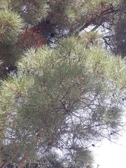 Pinus brutia eldarica