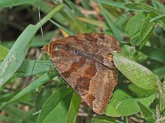 Euclidia glyphica