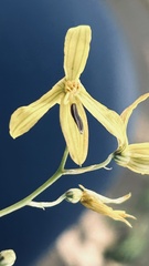 Cyanella lutea