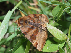 Euclidia glyphica
