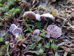 Arrhenia acerosa
