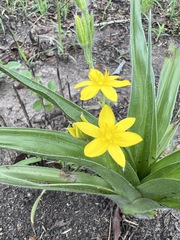 Hypoxis hemerocallidea
