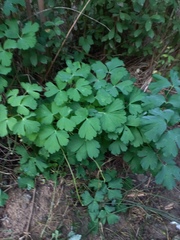 Aquilegia vulgaris