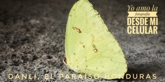 Phoebis philea