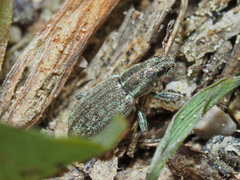 Sitona humeralis