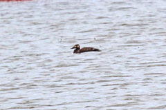 Melanitta stejnegeri