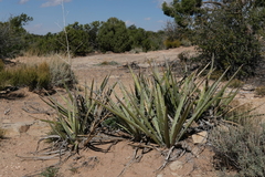 Yucca baccata