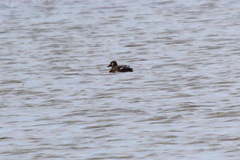 Melanitta stejnegeri