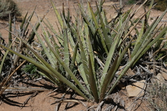 Yucca baccata
