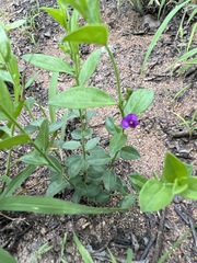 Polygala serpentaria