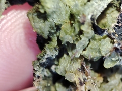 Leptogium brebissonii