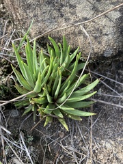 Crassula alba