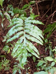 Leptochilus ellipticus